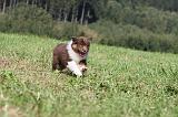 BERGER AUSTRALIEN PUPPIES 057